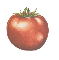 Tomato Place Card - Pack of 12-Hester u0026 Cook Online
